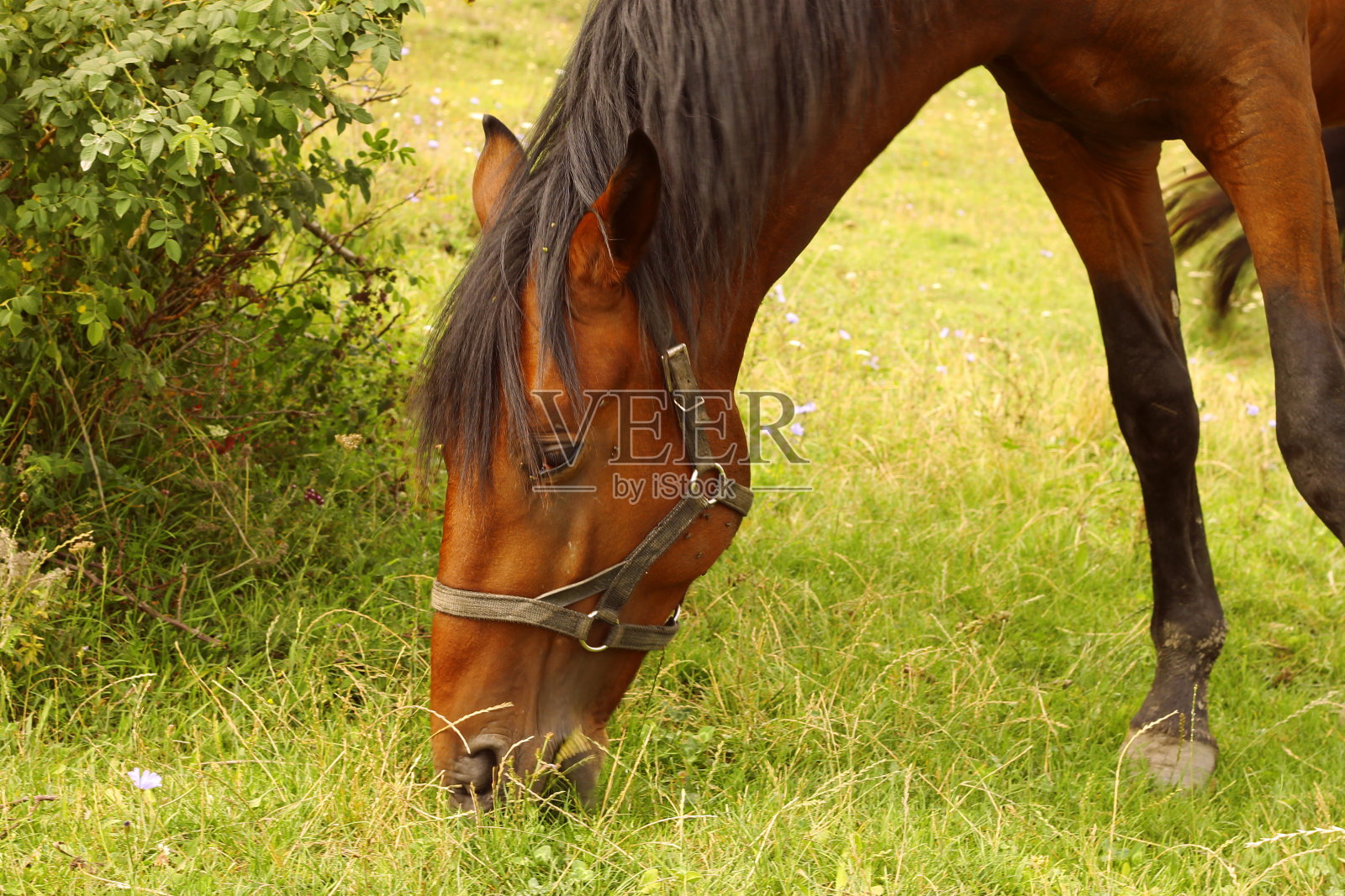 夏天，在高加索绿色草地上放牧的马照片摄影图片