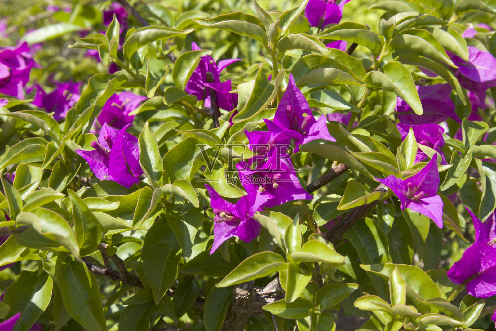 布干维拉，布干维拉，布干维拉，花树，布干维尔，拿破仑，贾那米亚，维拉内拉照片摄影图片