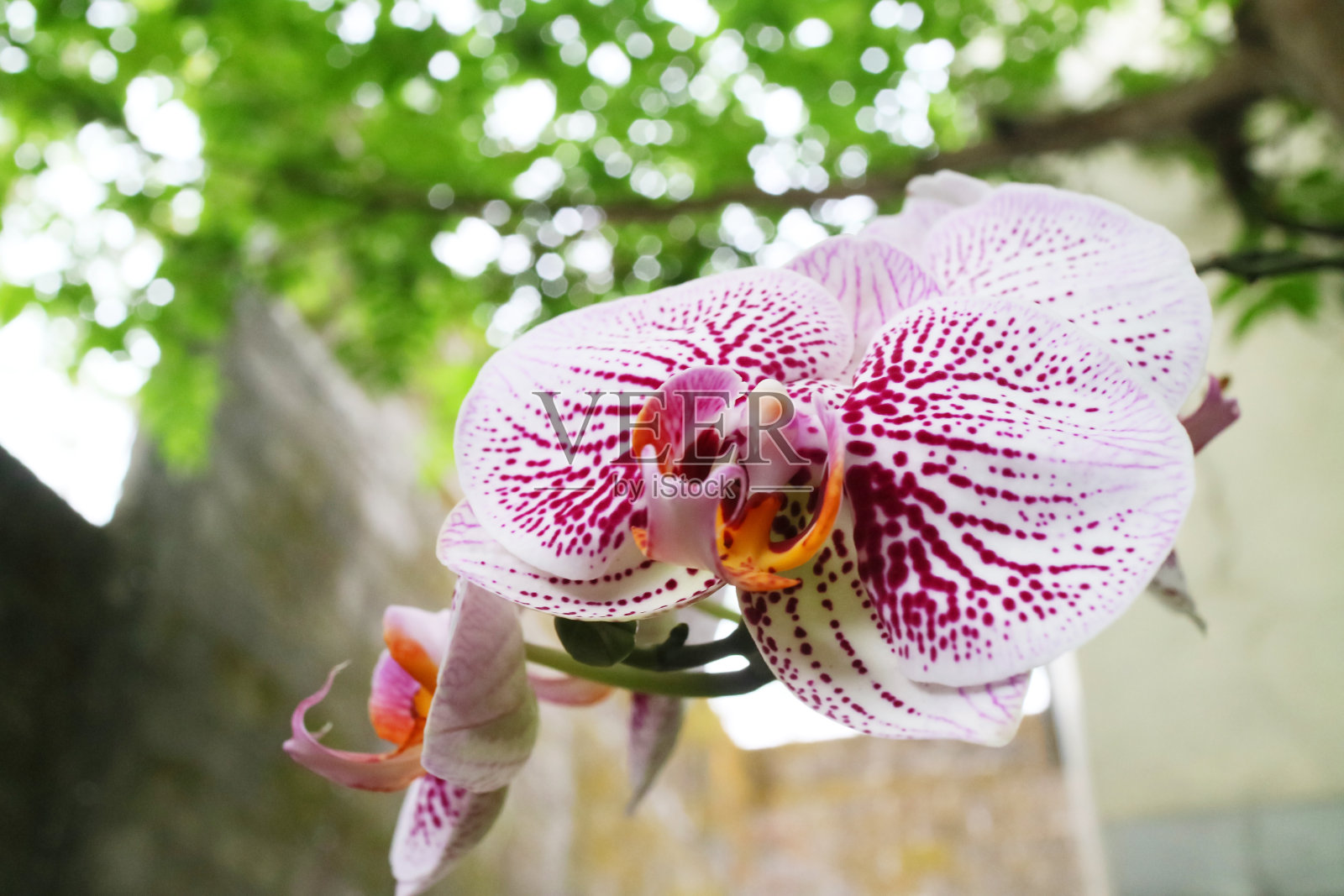 美丽的紫色和白色兰花的照片照片摄影图片