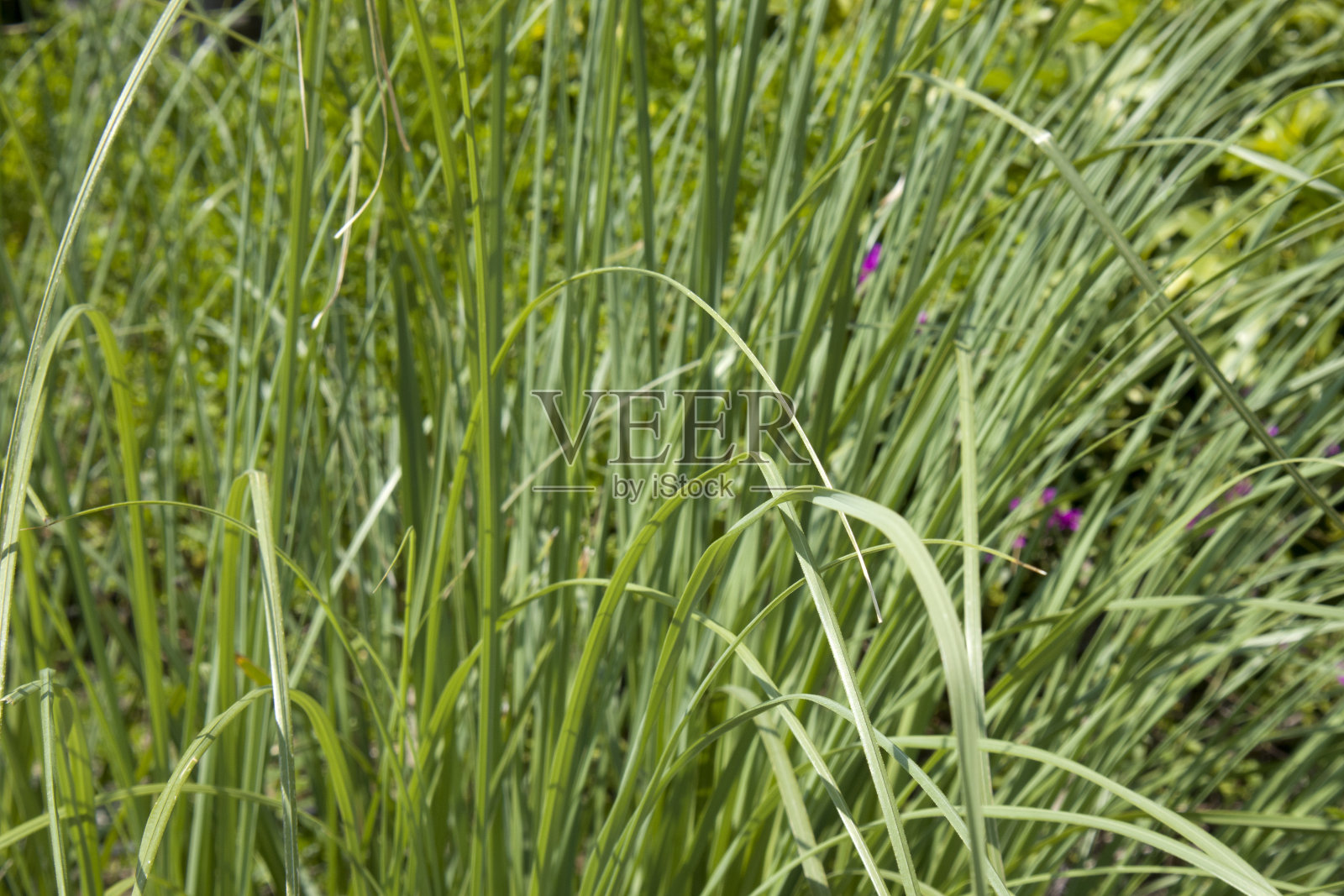 夏日田野以草花、艺术局部聚焦和模糊背景照片摄影图片