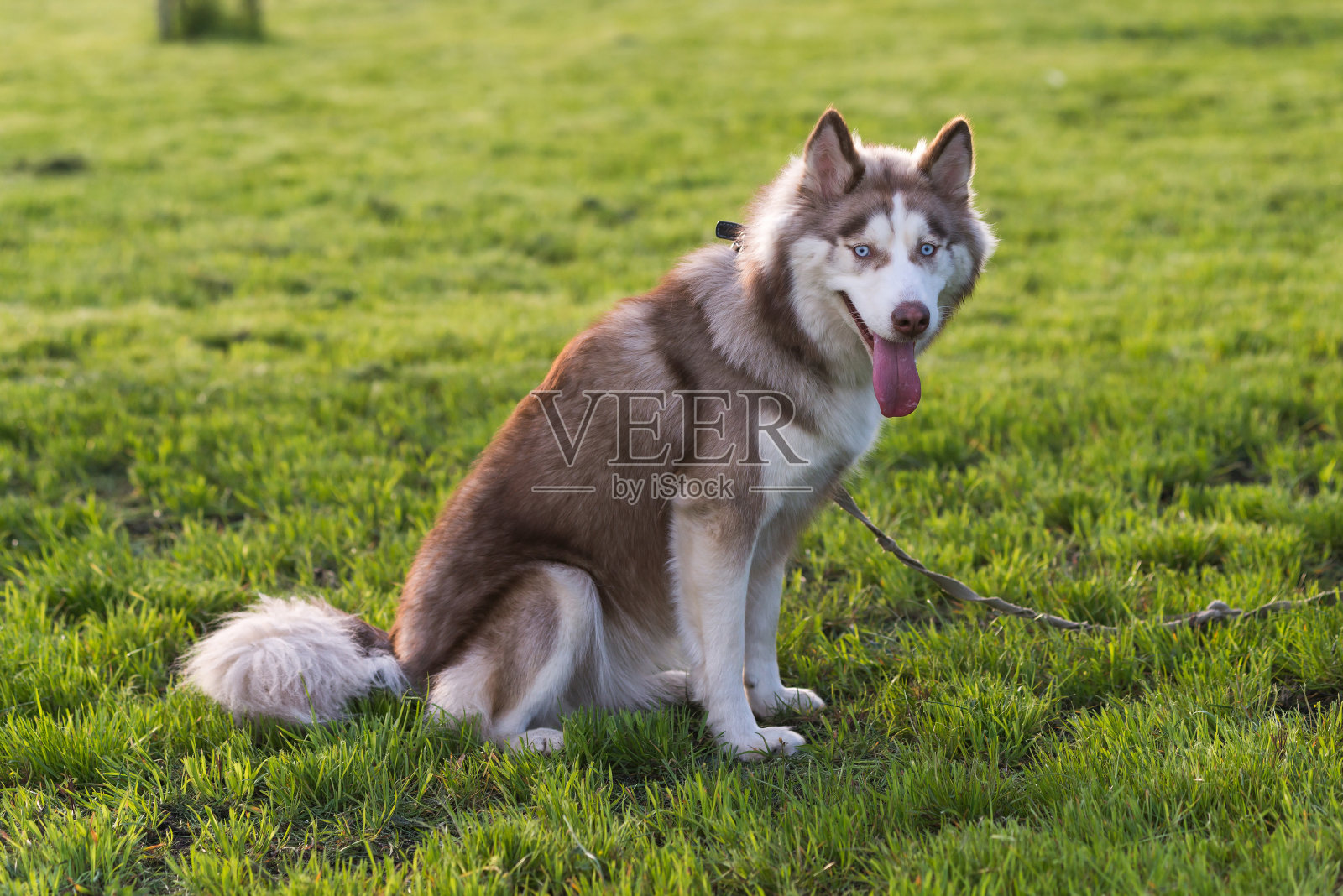 棕色和白色的西伯利亚哈士奇照片摄影图片