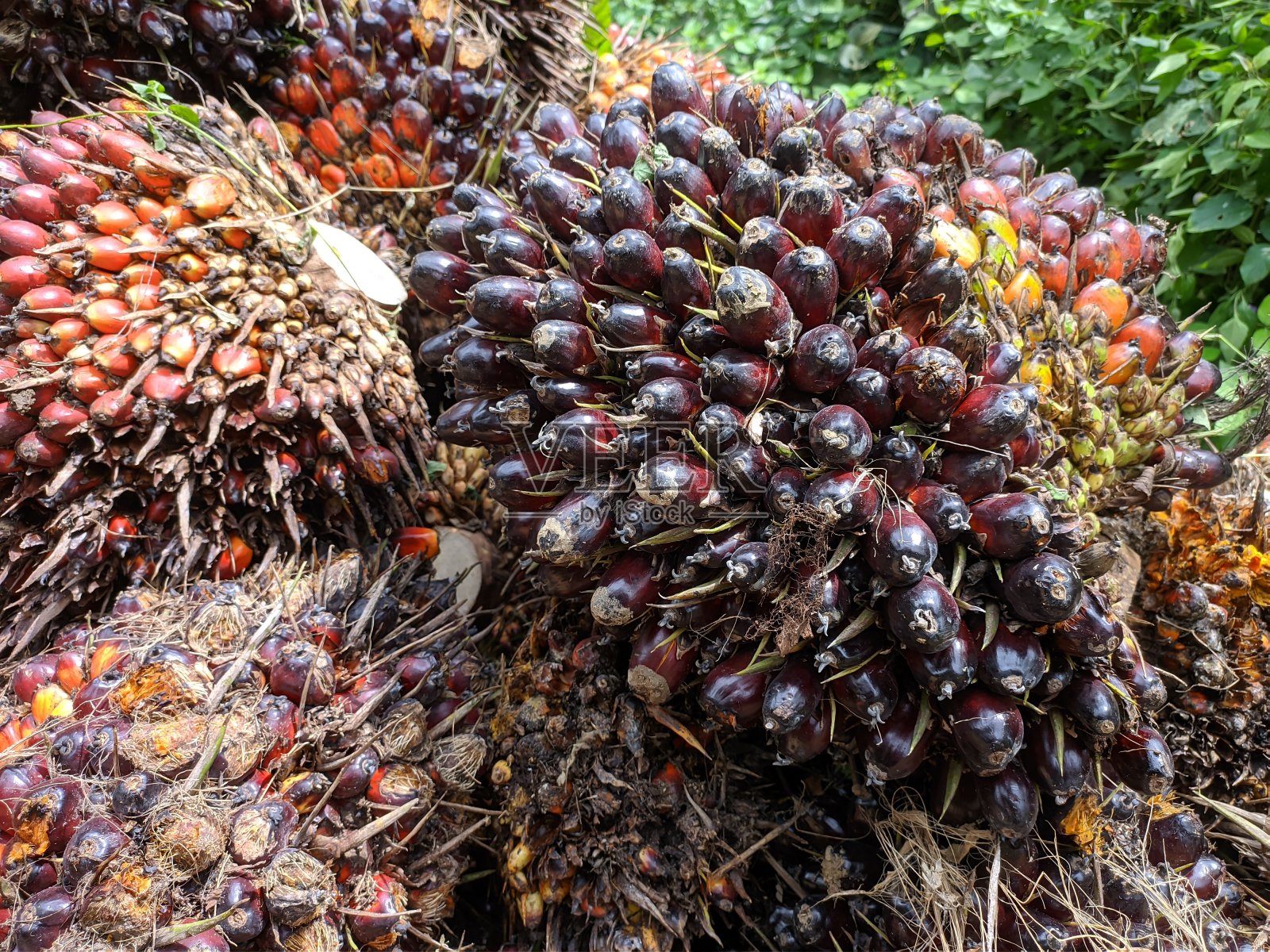加里曼丹种植园的油棕榈果实(几内亚油棕榈)照片摄影图片