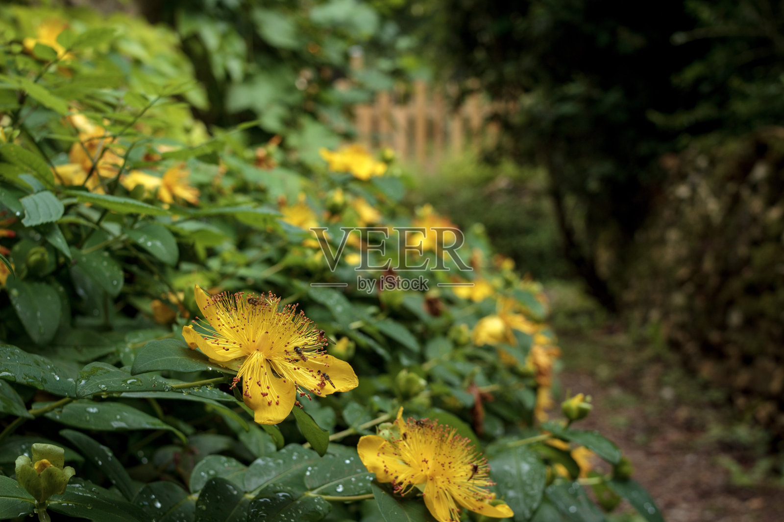 贯叶连翘，被一些蜜蜂称为贯叶圣约翰草照片摄影图片