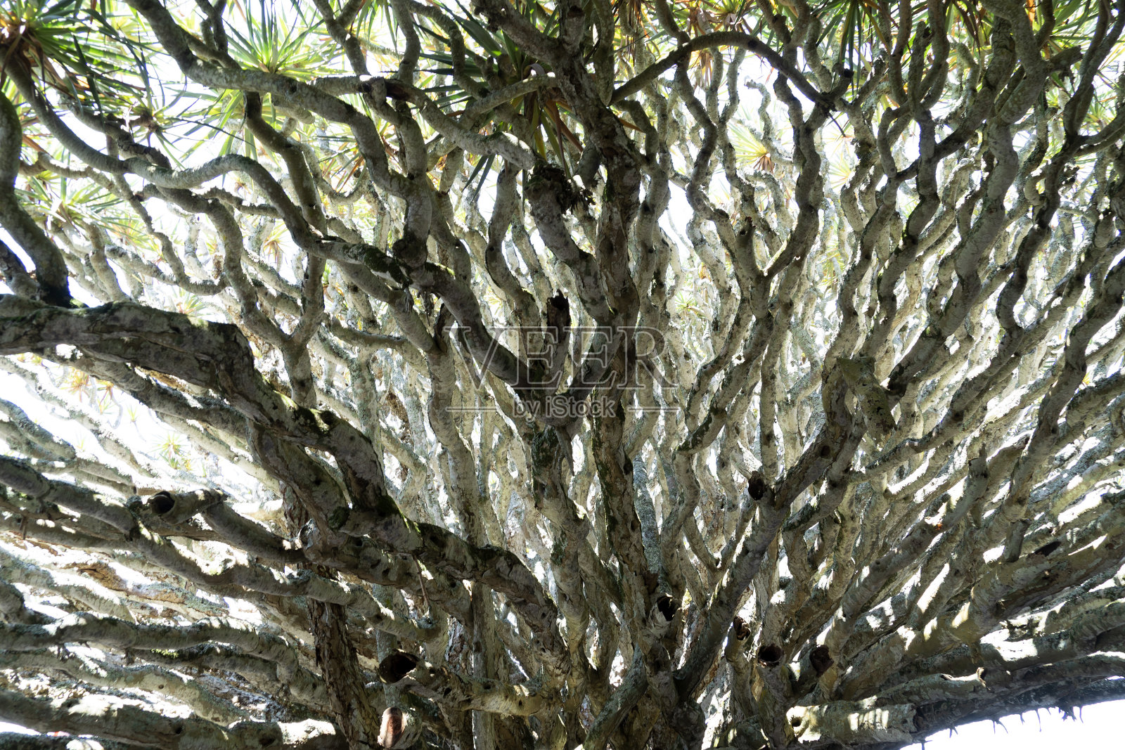 龙树红血树脂脆弱的树枝在亚速尔群岛照片摄影图片