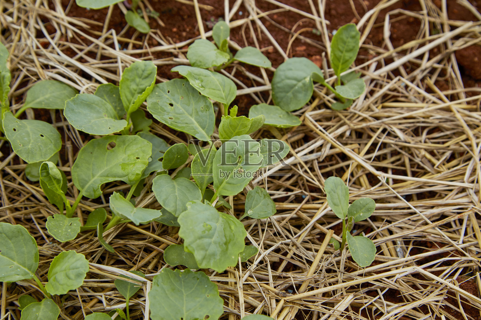 在亚洲种植有机甘蓝照片摄影图片