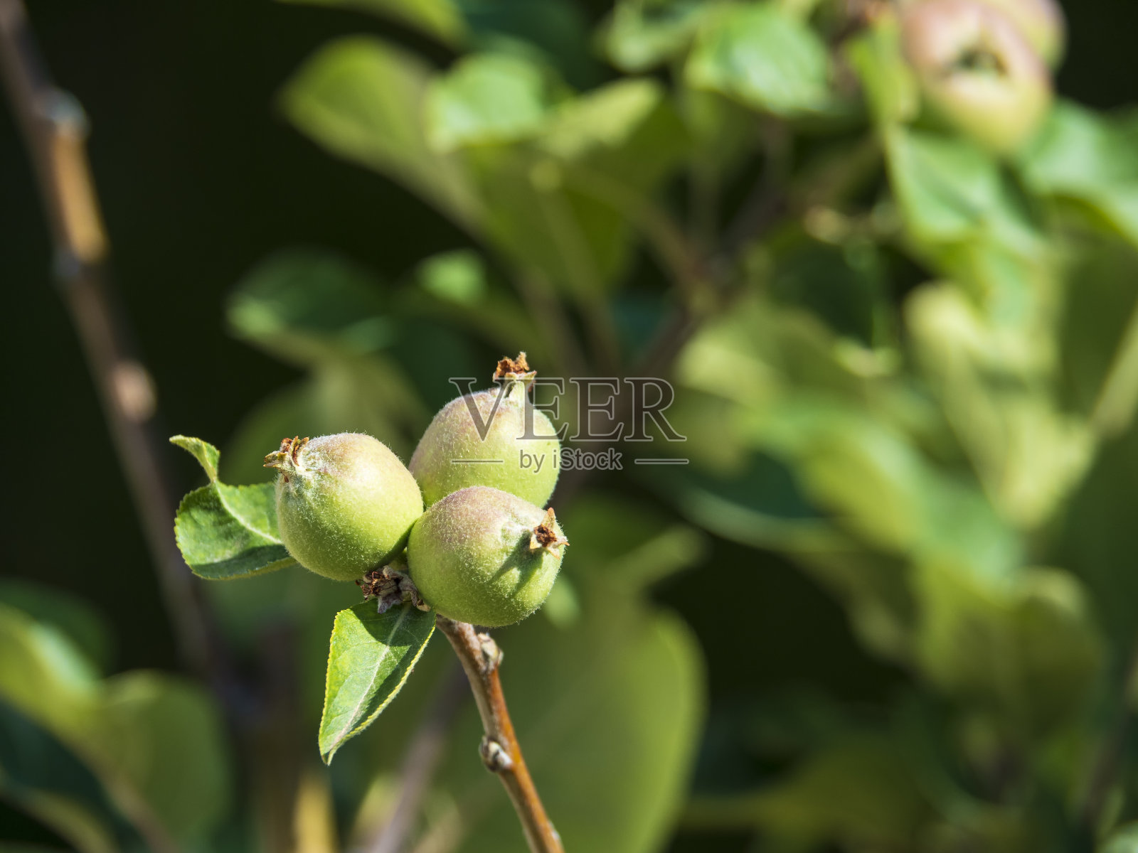 苹果树的第一批果实照片摄影图片
