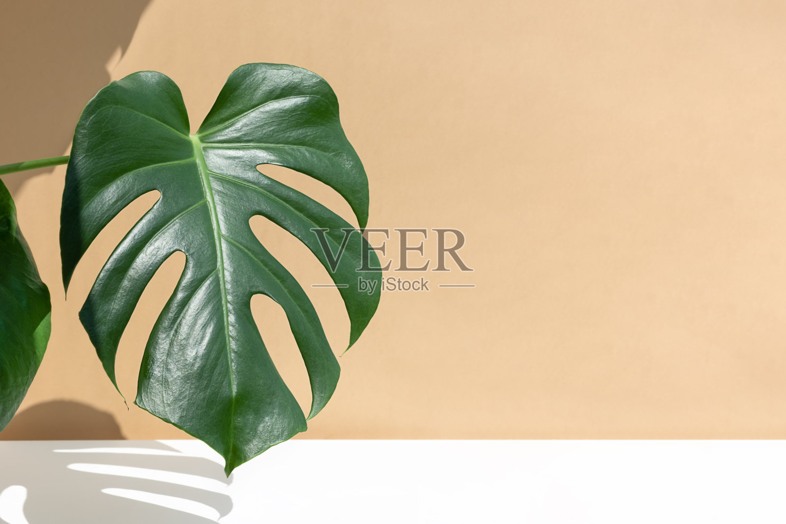 一片美丽的瑞士奶酪植物的叶子，映衬着米色和白色的墙壁背景照片摄影图片