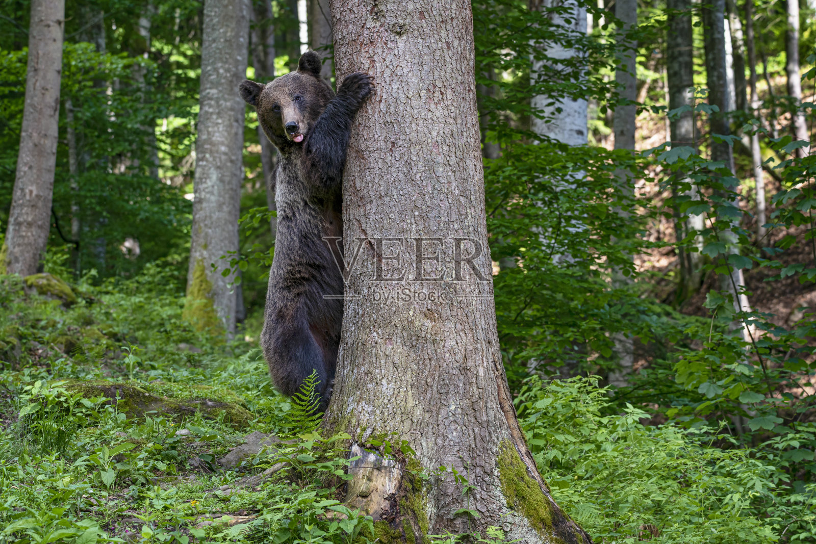 棕熊在树上爬，喀尔巴阡，特兰西瓦尼亚照片摄影图片