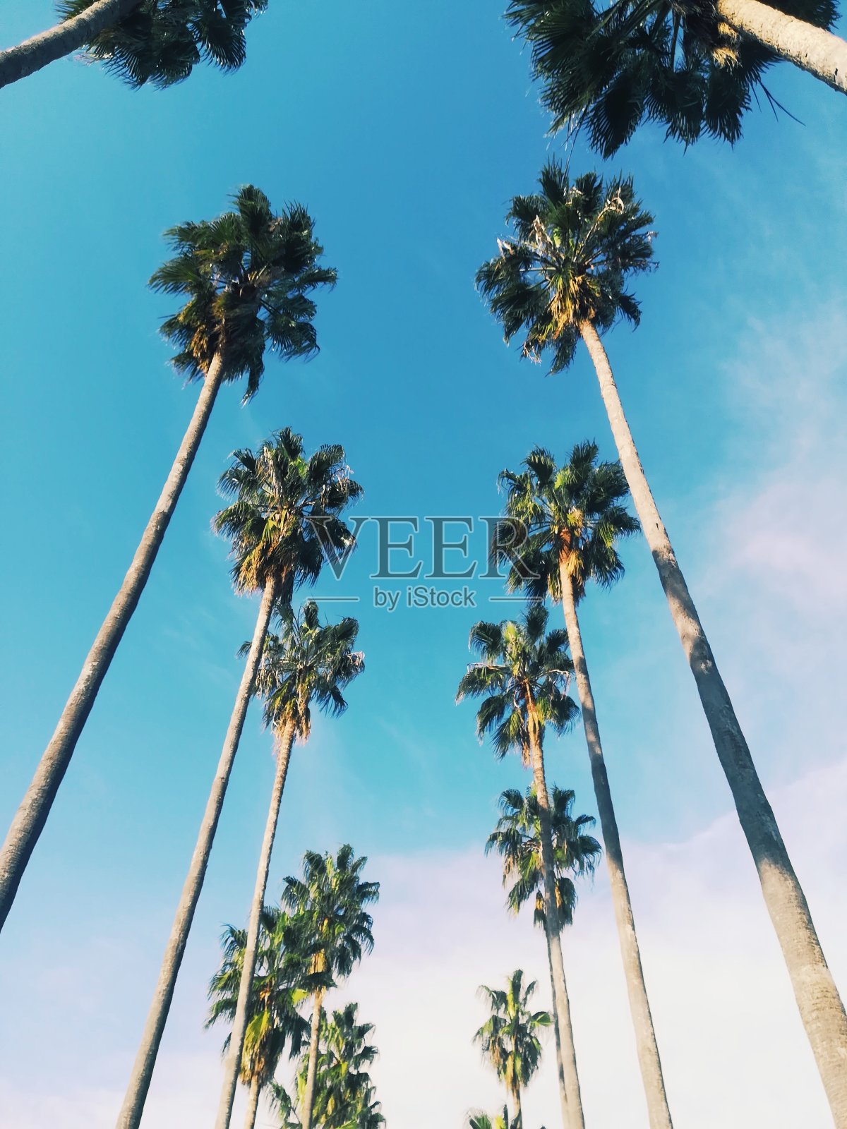 棕榈树照片摄影图片