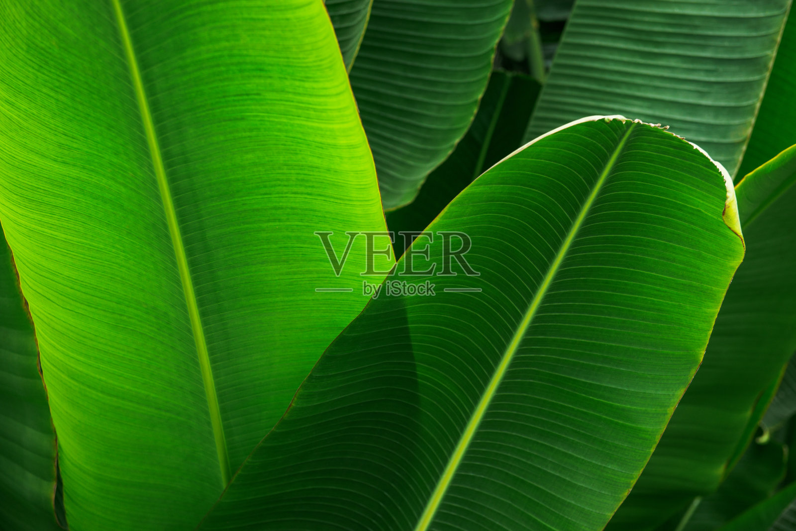 热带棕榈叶照片摄影图片