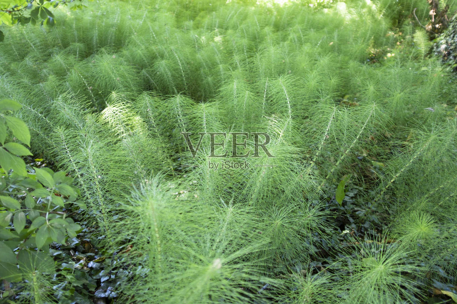 森林地面上的绿色植物照片摄影图片