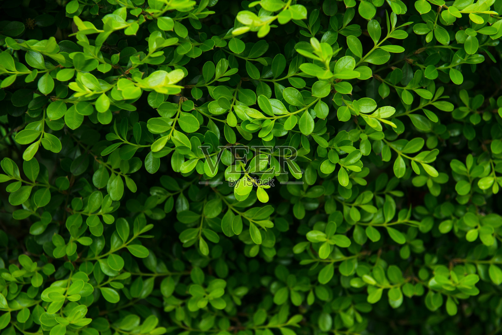 绿叶背景照片摄影图片