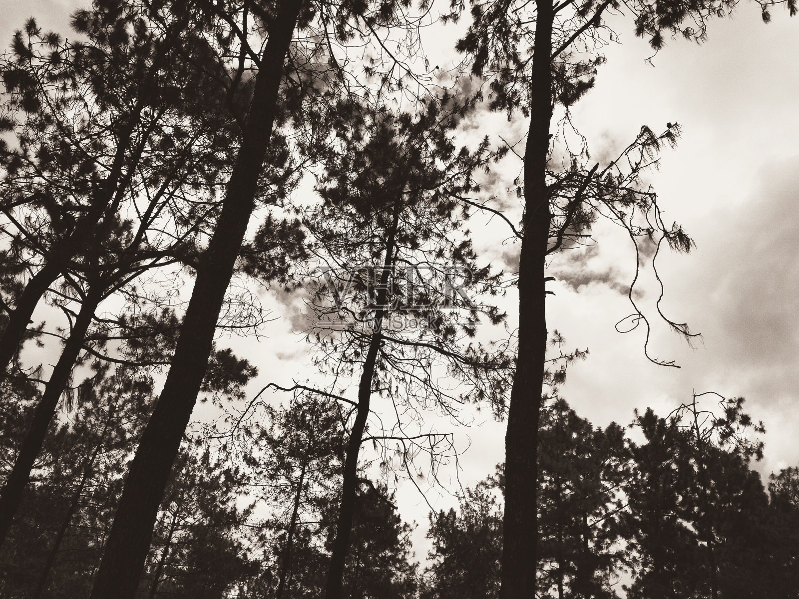 卡利瓜在黑白照片的观点照片摄影图片