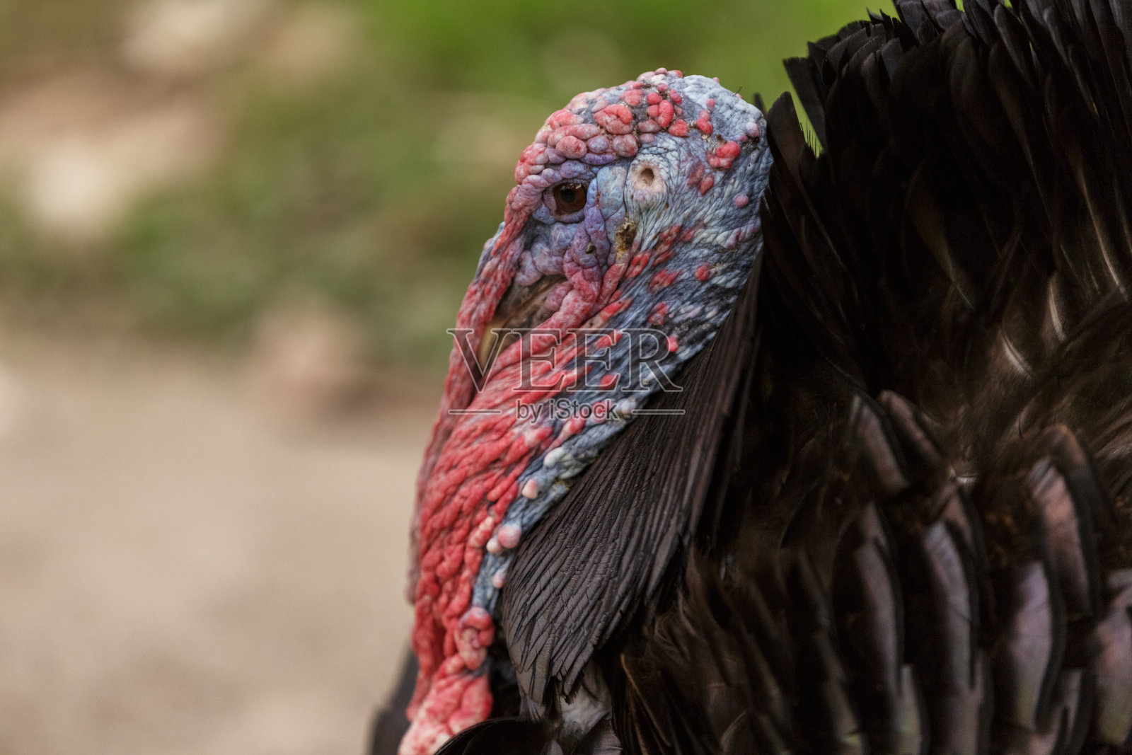 彩色火鸡近距离观察。感恩，野生生活理念照片摄影图片