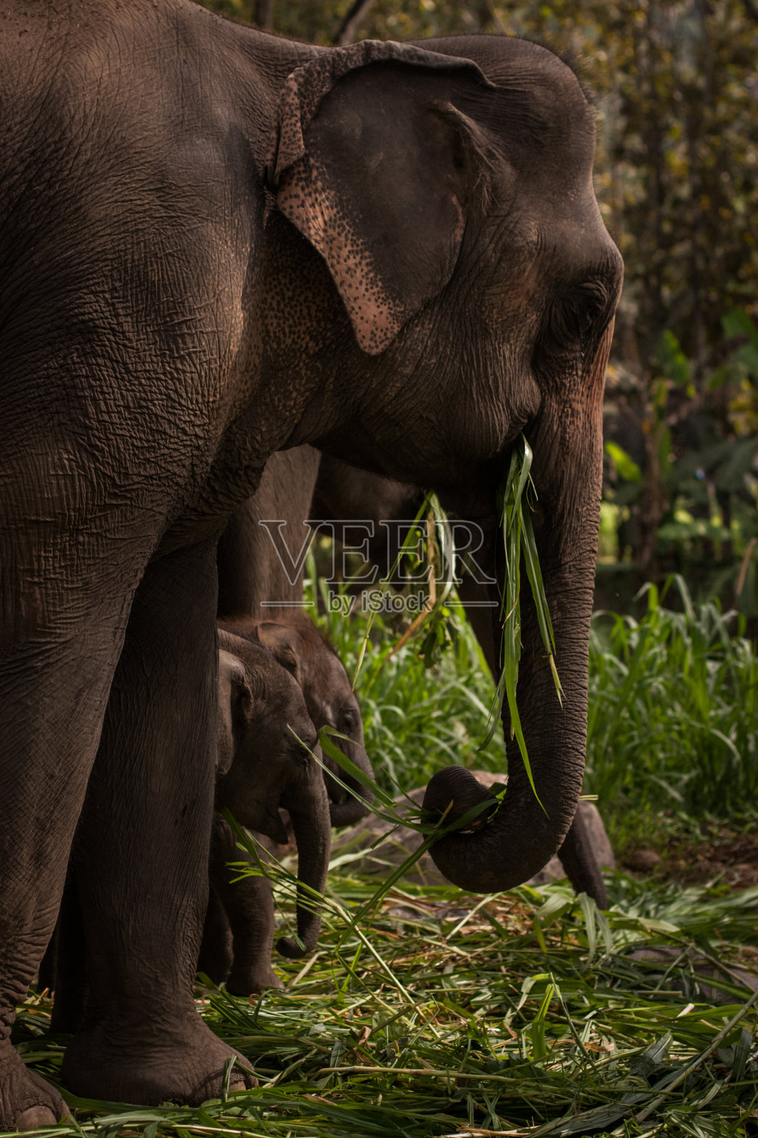 大灰象妈妈带着宝宝在泰国外面。自然,家庭的概念照片摄影图片