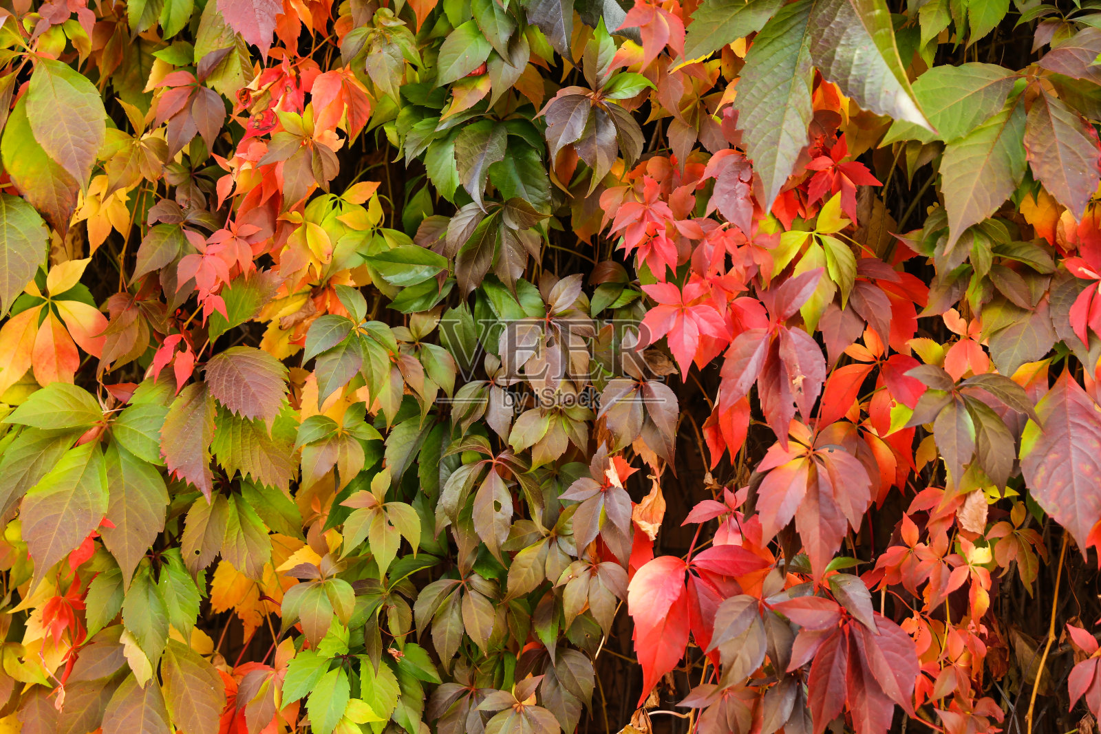 色彩斑斓的常春藤背景照片摄影图片