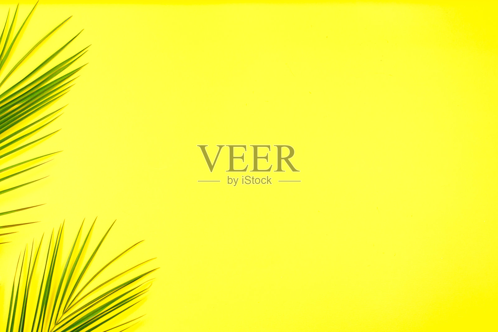 明亮的背景上是棕榈树的绿叶照片摄影图片