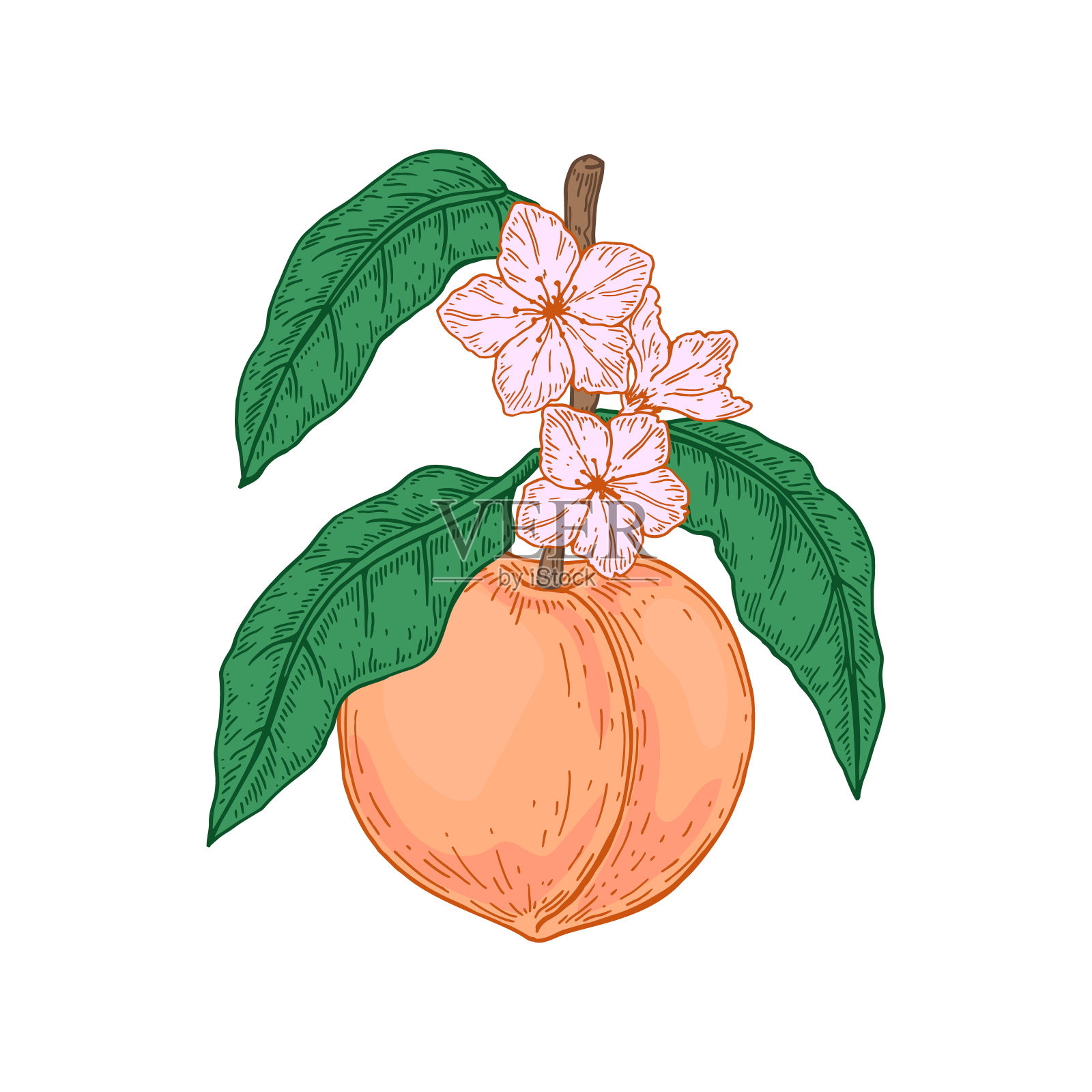 彩色手绘桃花枝与花孤立在白色的背景。矢量插图在素描风格插画图片素材