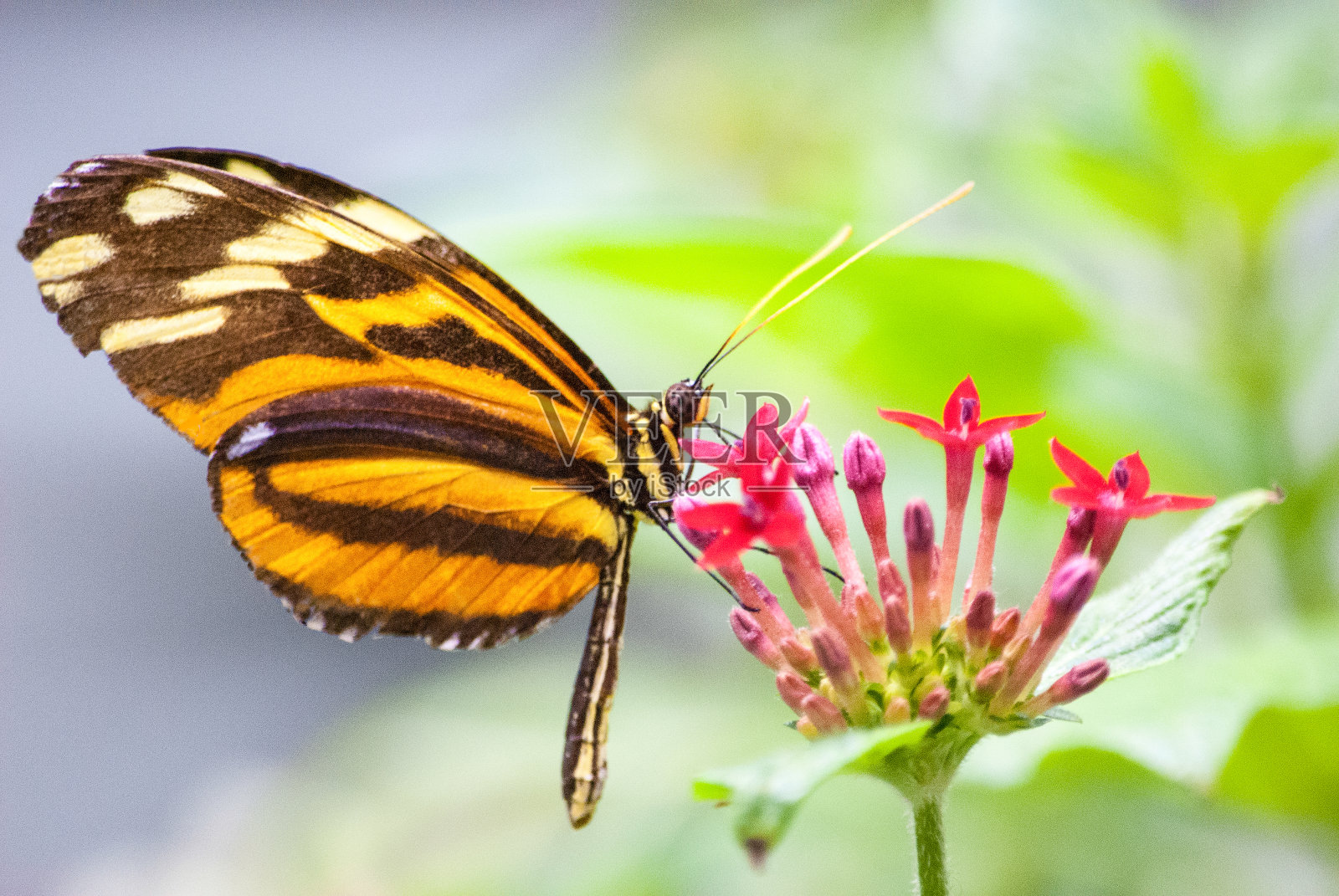 老虎Longwing蝴蝶照片摄影图片