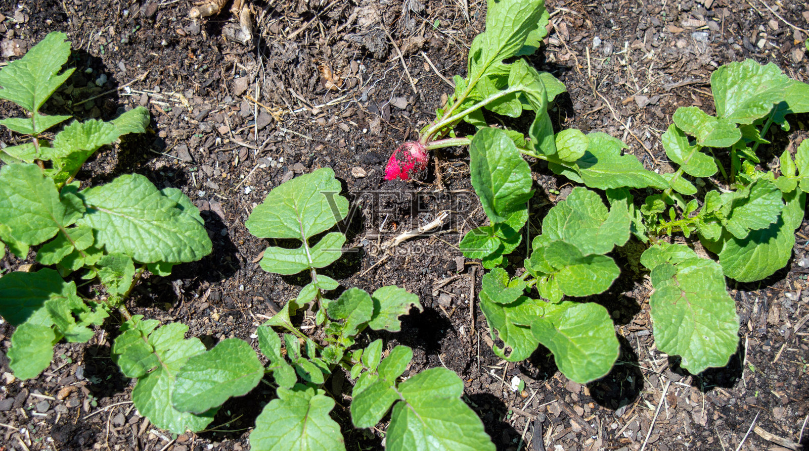密苏里州的萝卜开始准备收割了。照片摄影图片