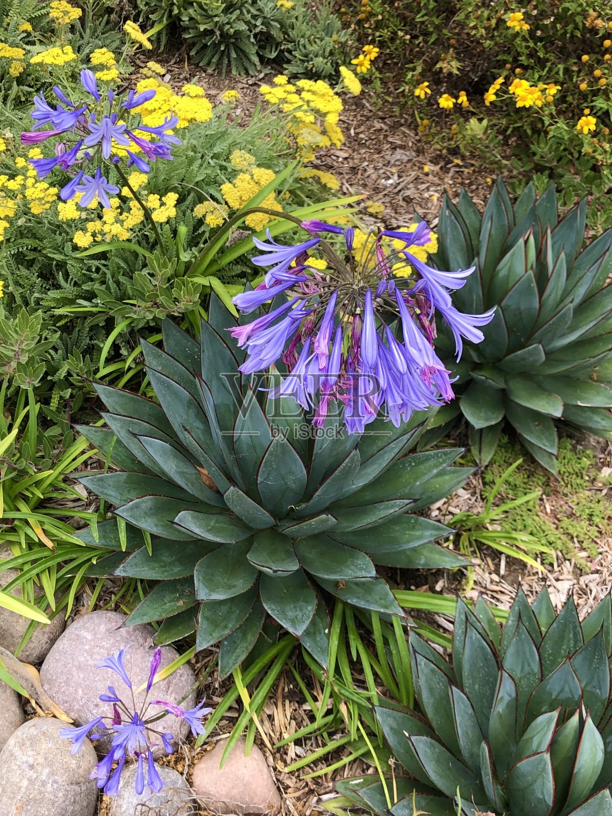 有紫色花朵的多肉植物照片摄影图片