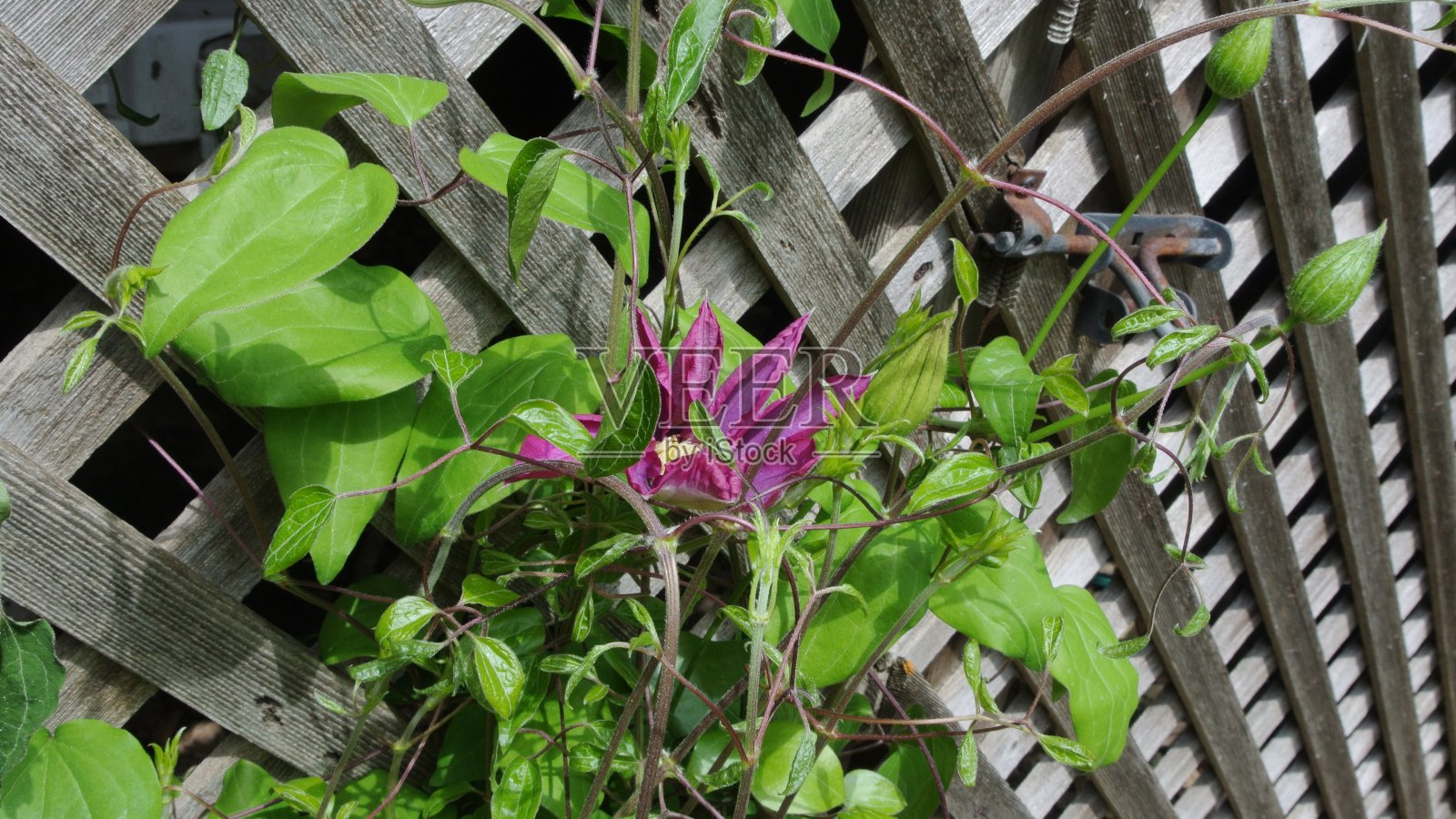 木格子上的攀缘花照片摄影图片