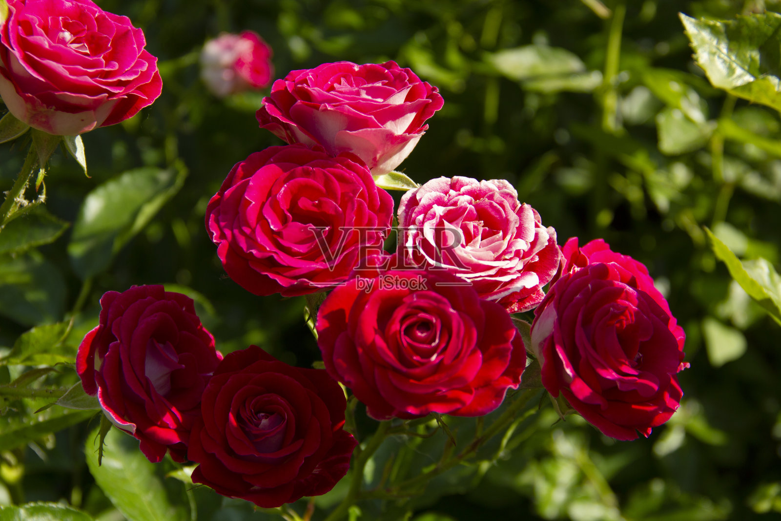 夏天的玫瑰花园照片摄影图片