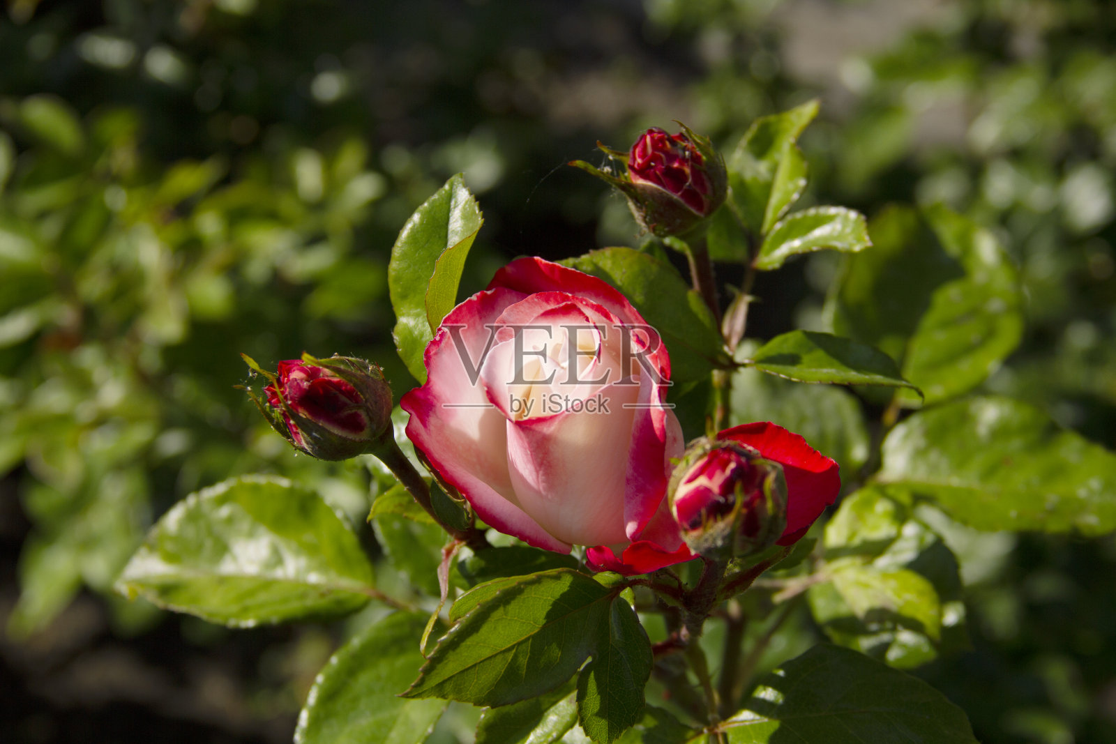 夏天的玫瑰花园照片摄影图片