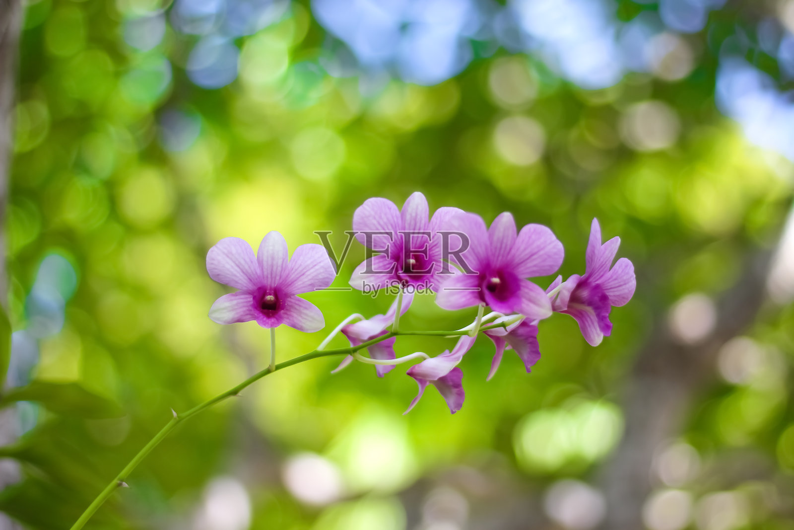 粉红色的石兰花花枝上模糊了绿色的园林背景与散景照片摄影图片