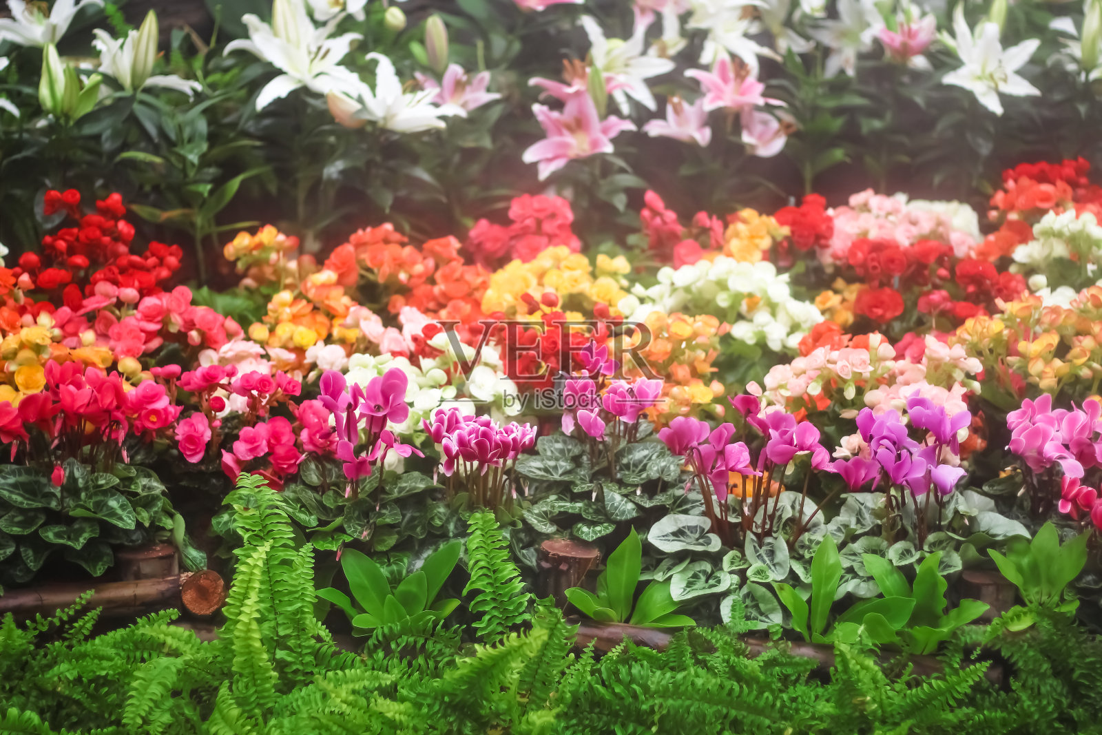 五彩缤纷的花园自然的室内背景照片摄影图片