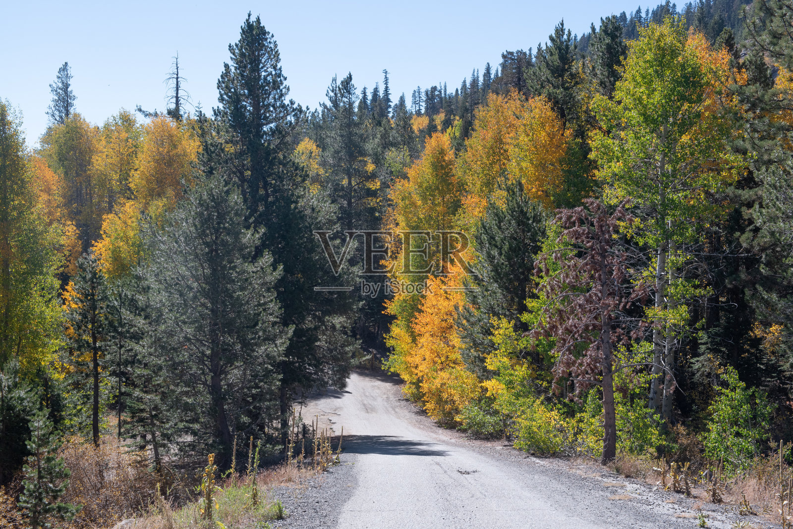 美国加州内华达山脉红湖地区的小路，在秋天混合了绿色的针叶树和杨树照片摄影图片