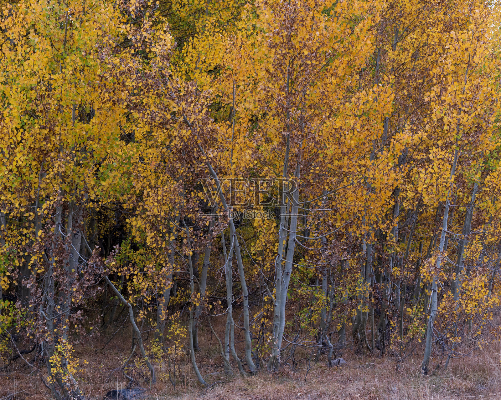 加利福尼亚希望谷秋天的一簇白杨树照片摄影图片