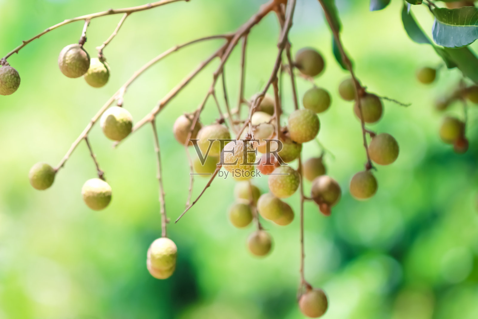 幼绿龙眼或龙眼，挂在树枝上照片摄影图片