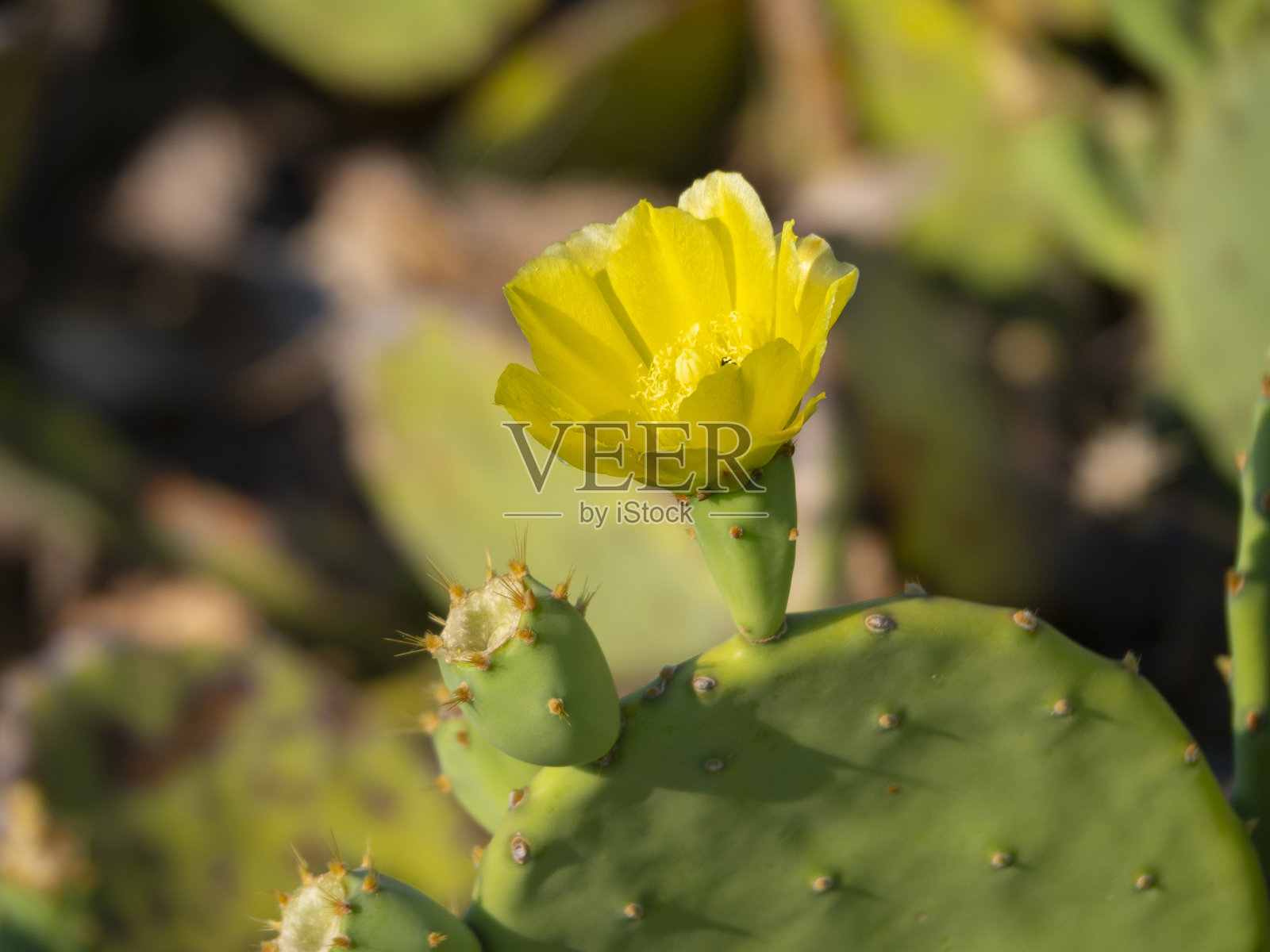 黄色的花刺梨仙人掌在一个晴朗的日子在希腊照片摄影图片