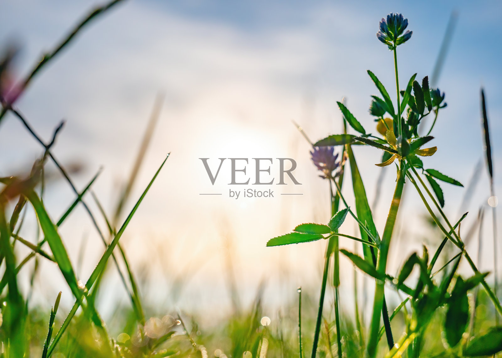 在清晨的阳光下，美丽的草地和鲜花照片摄影图片