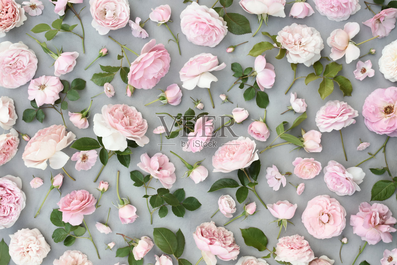 娇嫩盛开的节日淡粉色和白色玫瑰，朵朵鲜花柔和柔和的背景照片摄影图片