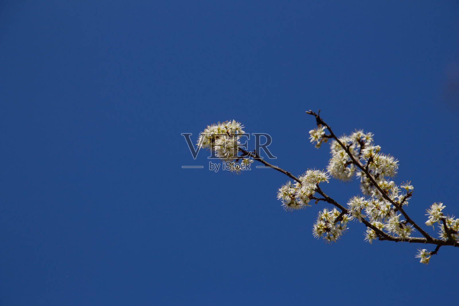 枝与白色黑刺李花对抗蓝天，也被称为刺李或施勒多恩照片摄影图片