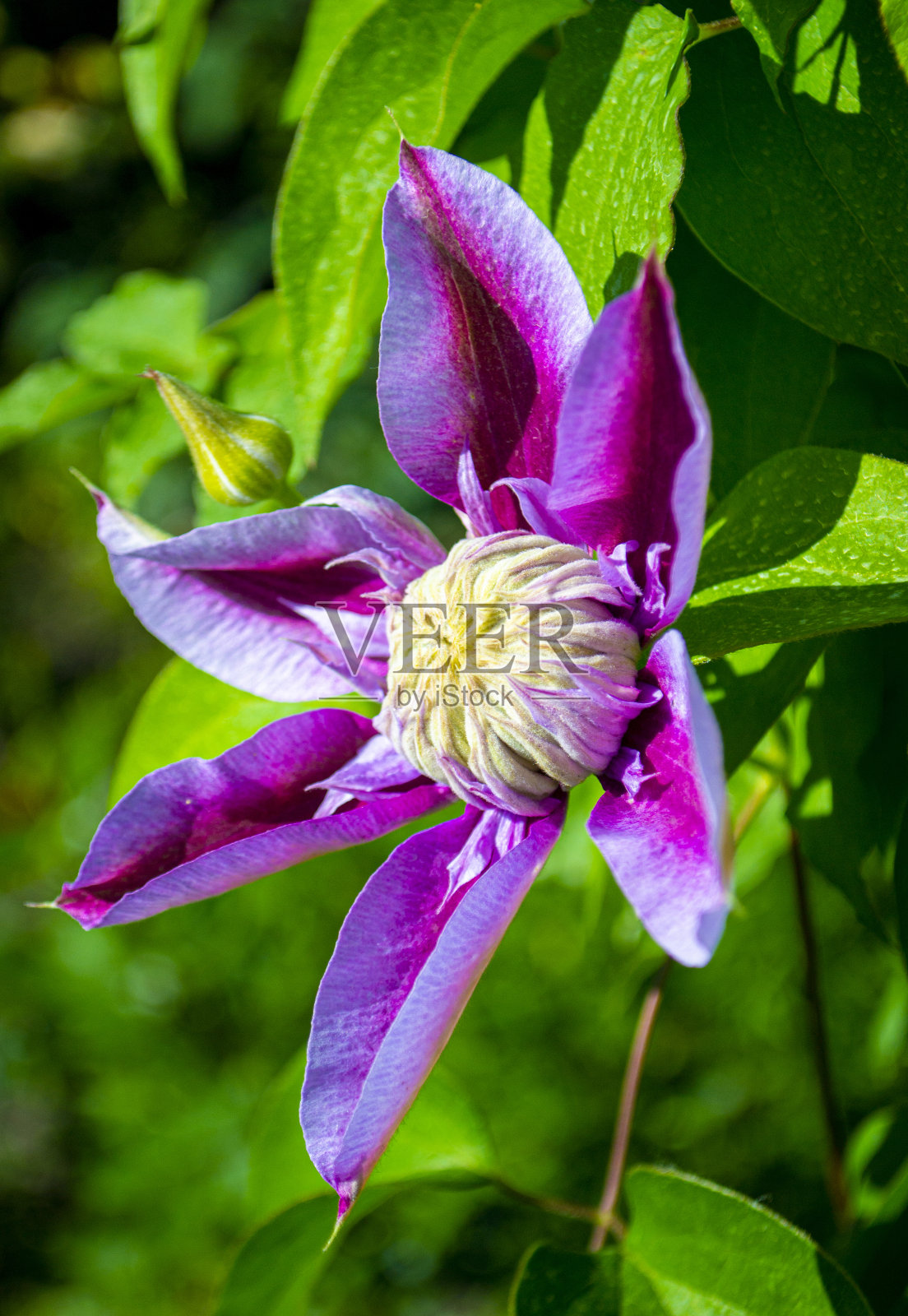 铁线莲。美丽的紫花铁线莲照片摄影图片