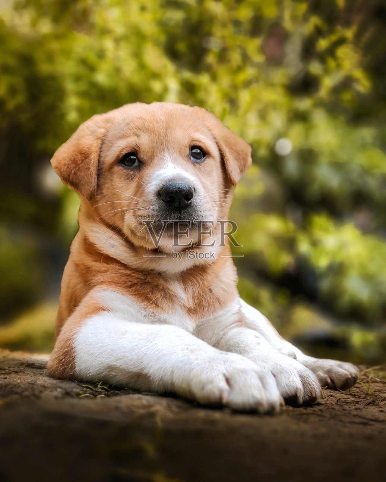 可爱的小狗照片摄影图片