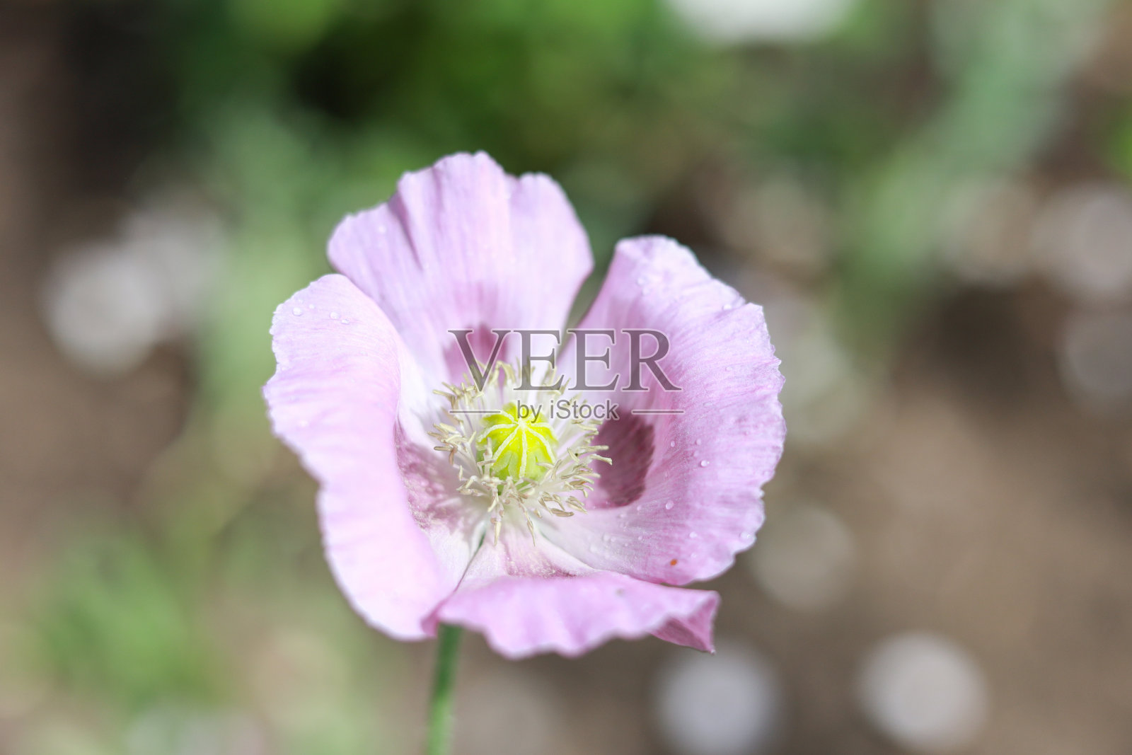 花园里盛开着美丽的紫色小花。照片摄影图片