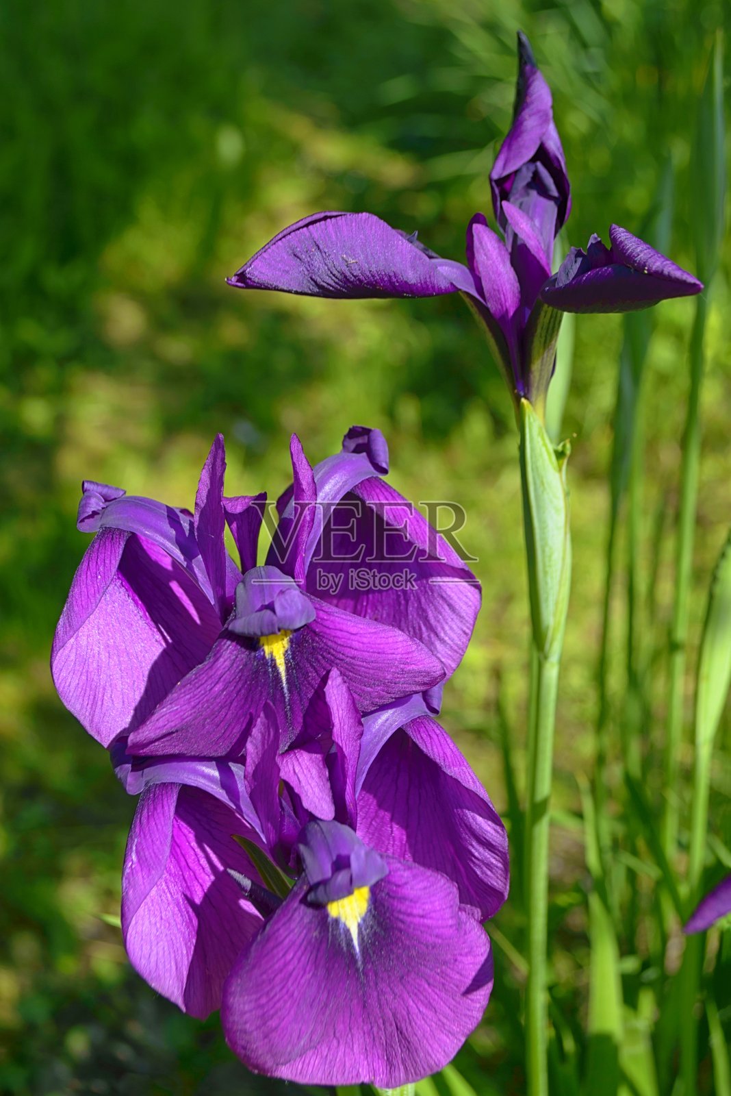 野鸢尾(Iris kaempferii)开花。濒临灭绝的物种。照片摄影图片