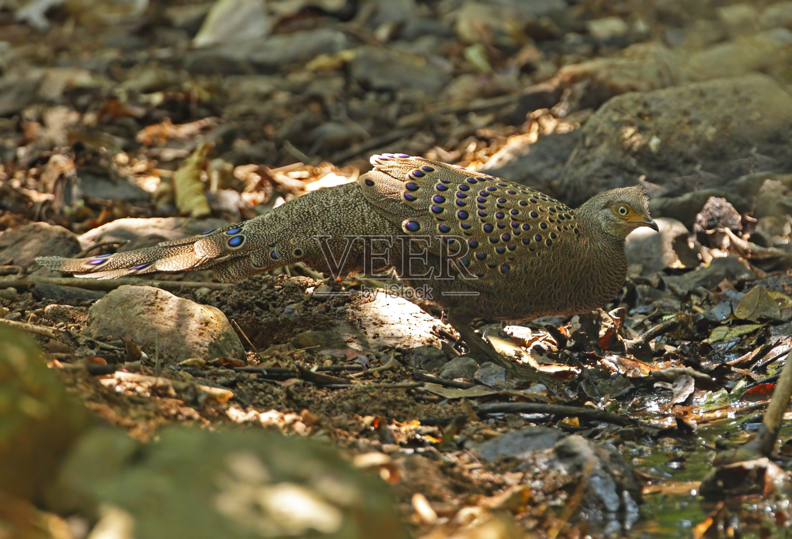 灰色Peacock-pheasant照片摄影图片