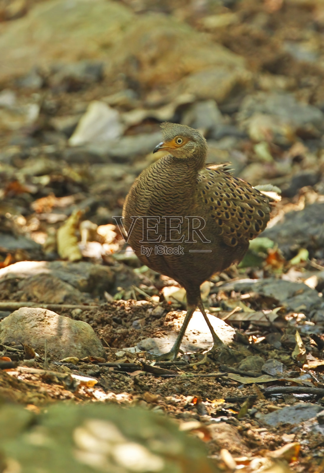 灰色Peacock-pheasant照片摄影图片