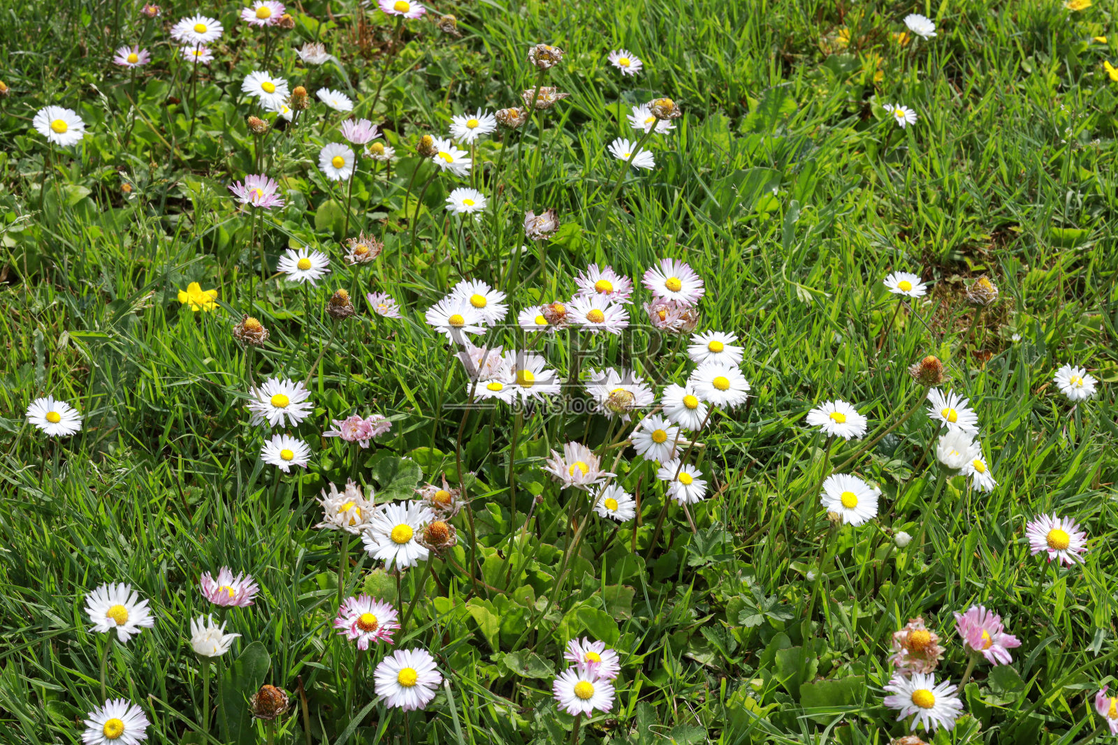 小草坪上白色的小草盛开着鲜花。照片摄影图片