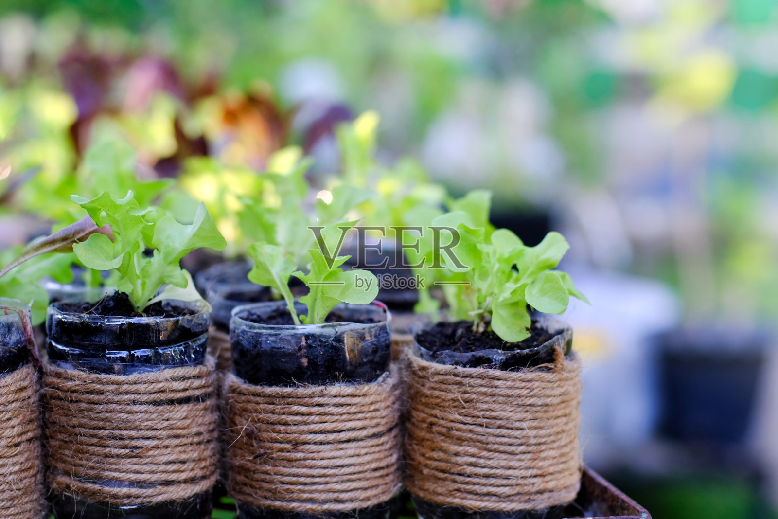 瓶罐形状的树与小植物在旁边蔬菜沙拉。回收水瓶和水壶。儿童的创造力。照片摄影图片