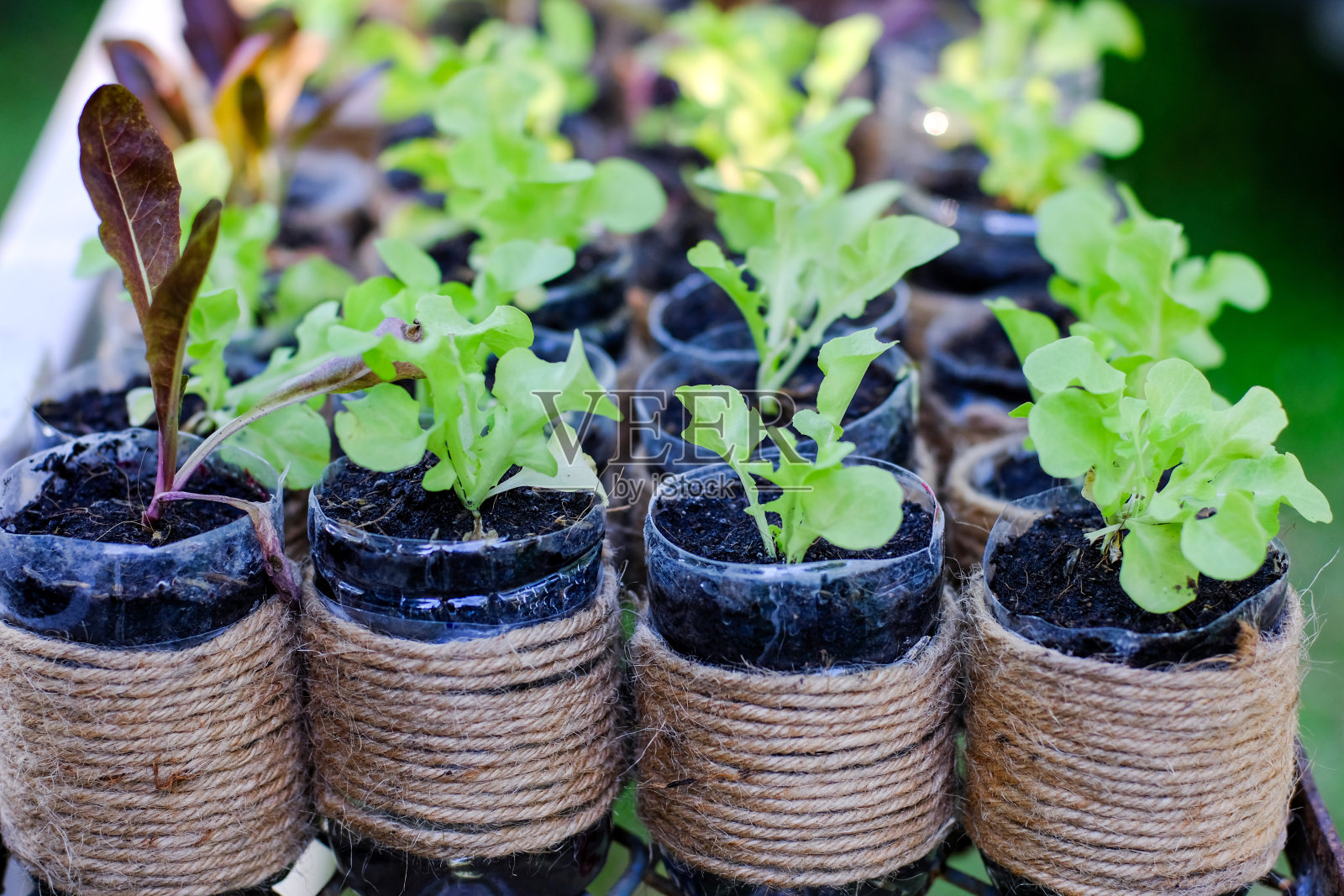 瓶罐形状的树与小植物在旁边蔬菜沙拉。回收水瓶和水壶。儿童的创造力。照片摄影图片