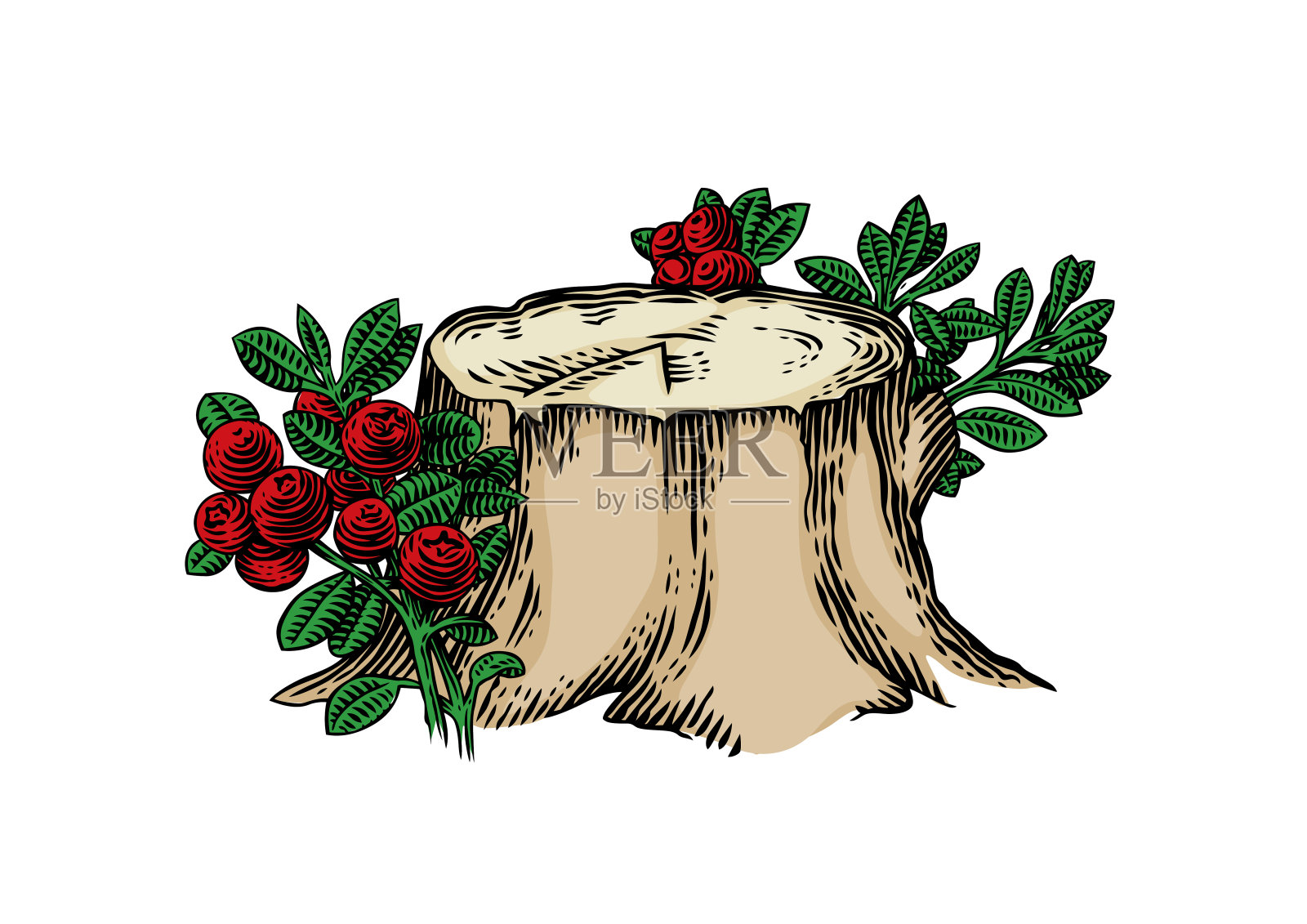 树桩上的越橘丛插画图片素材