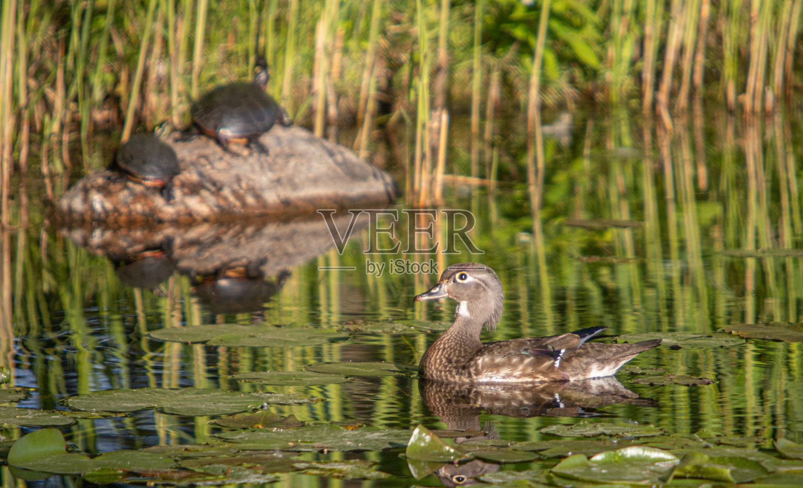 母鸭Branchu，母鸭carolin， (Aix sponsa)，母木鸭或卡罗来纳鸭。照片摄影图片