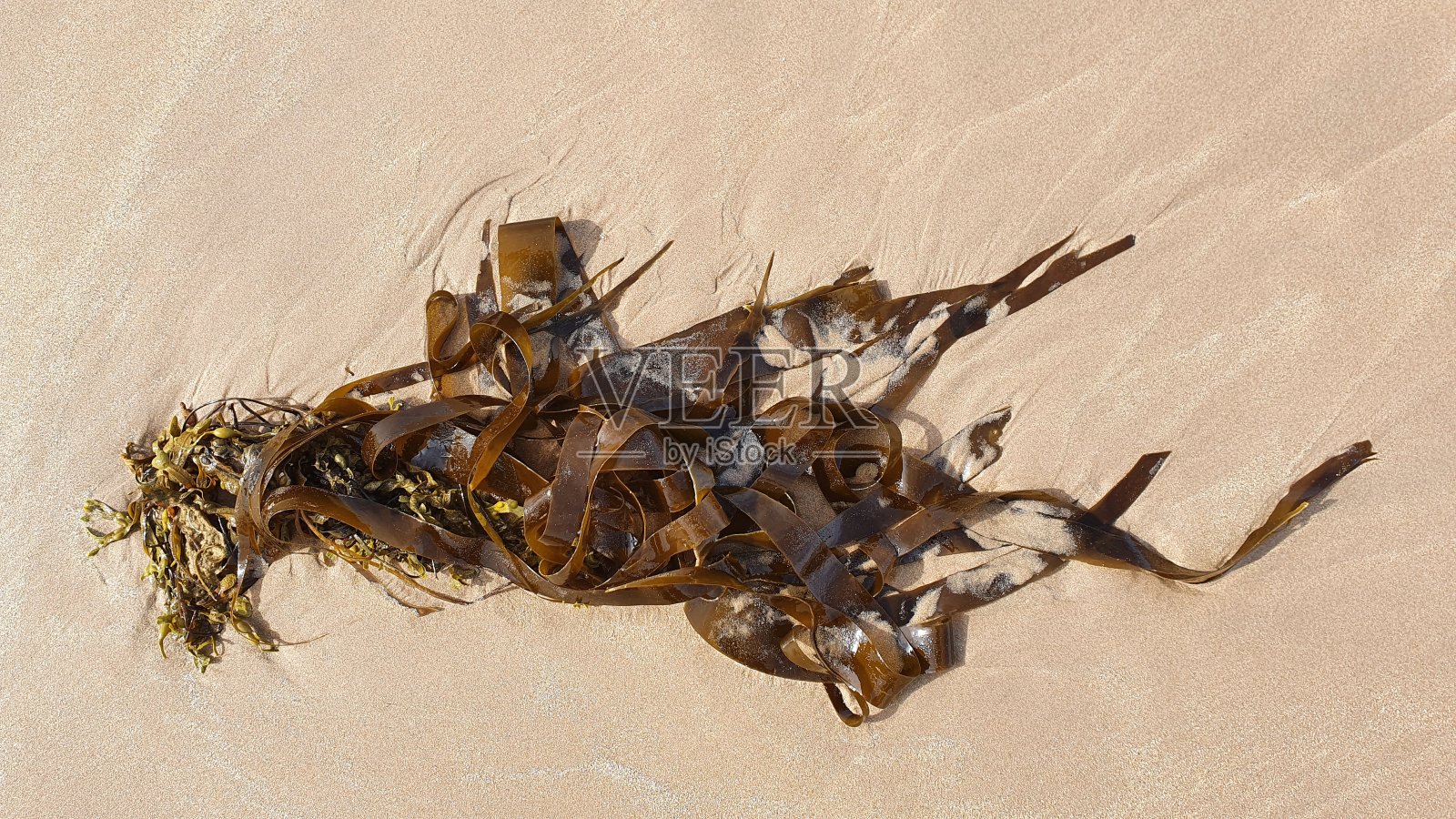 海藻照片摄影图片