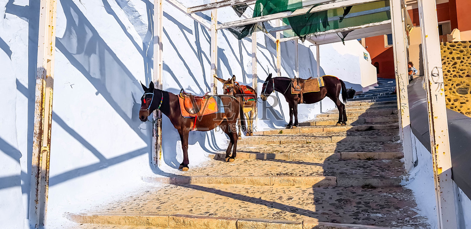 圣托里尼岛的驴子照片摄影图片